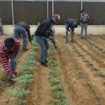 agriculture